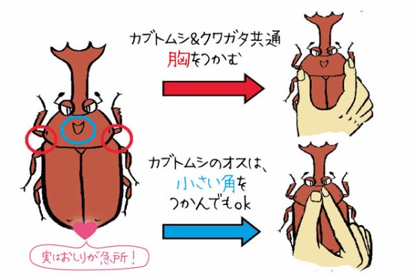 カブトムシはホモ 珍国際の隠れ家