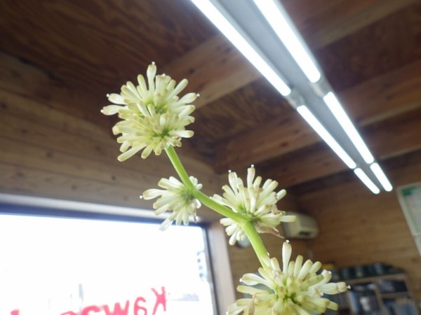 今年も咲きました 幸福の木 Kawasaki Pro Shop Maverickのblog