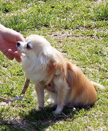 続 犬たちの悲鳴 告発から３年 今夜再放送 いっぽ日記