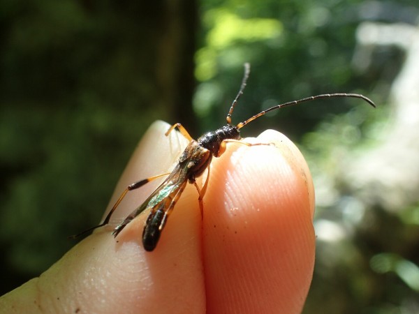 ネキが採れた！山登り : Insect trails