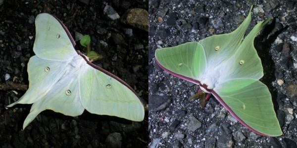 オオミズアオとオナガミズアオの違いと見分け方 : Insect trails