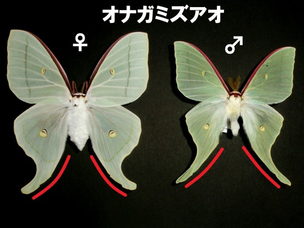 【03】オオミズアオ、オナガミズアオセット 03様専用】オオミズアオ、オナガミズアオセット