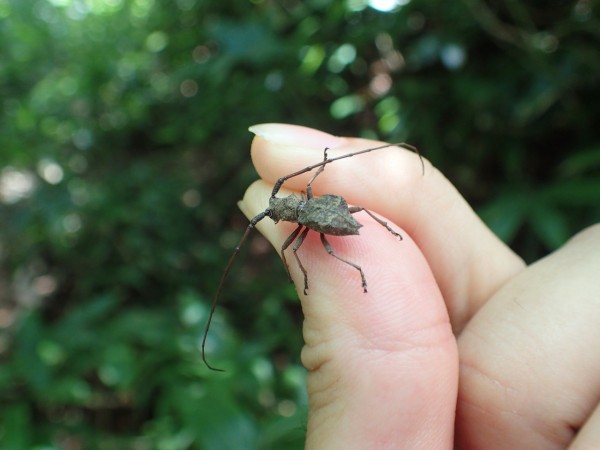 孤高のトクサカミ : Insect trails