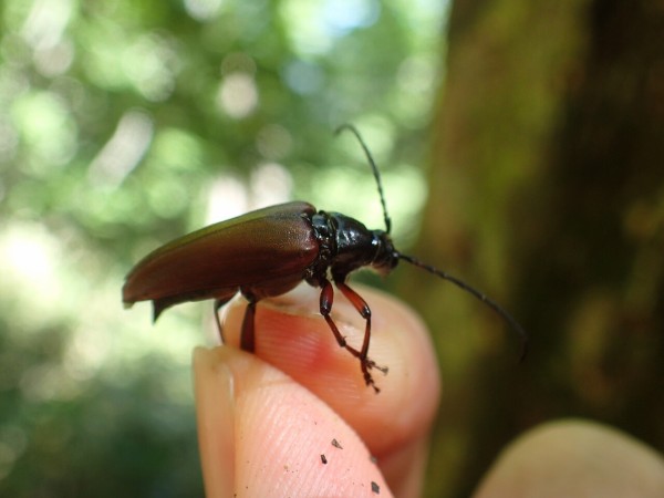 ネキが採れた！山登り : Insect trails