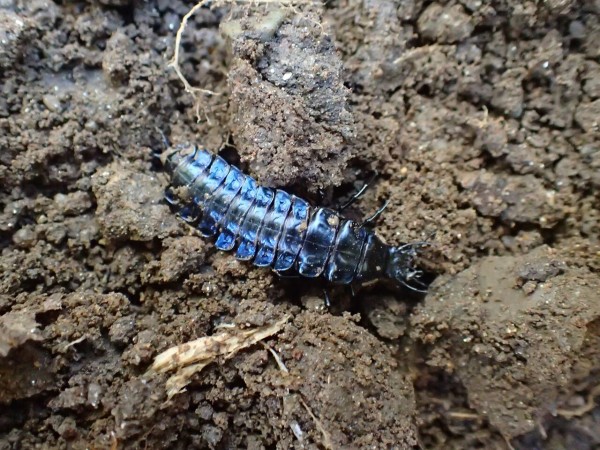 お散歩マイマイ Insect Trails