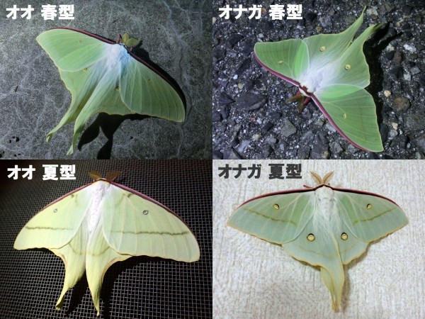 【03】オオミズアオ、オナガミズアオセット 03】オオミズアオ、オナガミズアオセット 2025年最新