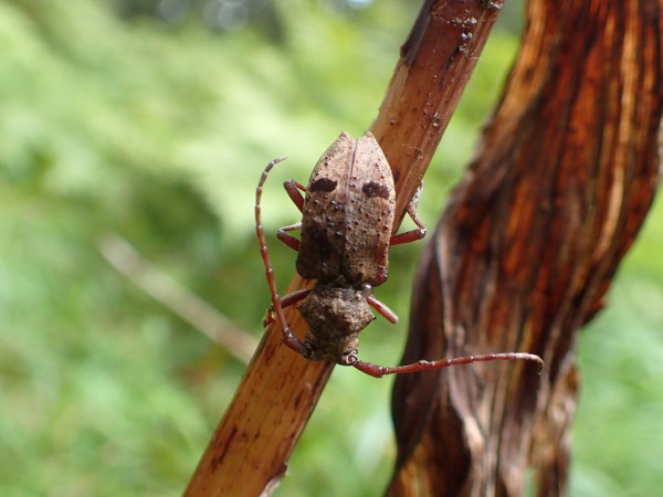 コブヤハズカミキリの分類早見表 : Insect trails