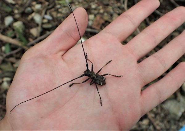 黒色のセダカ探し : Insect trails