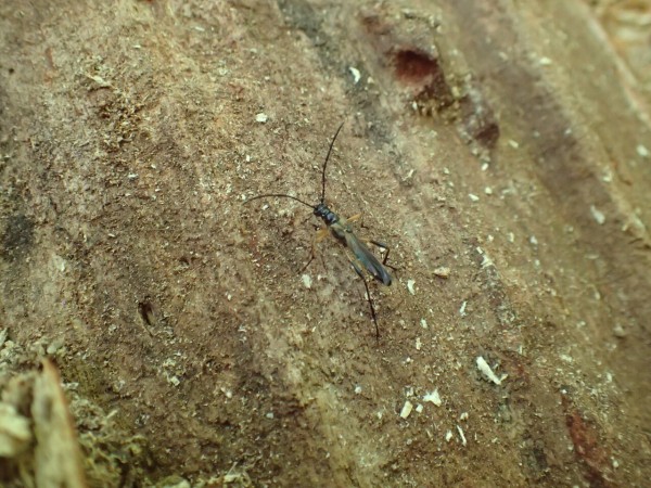 ネキが採れた！山登り : Insect trails