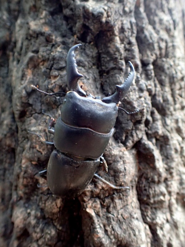 裏山ヒラタ : Insect trails