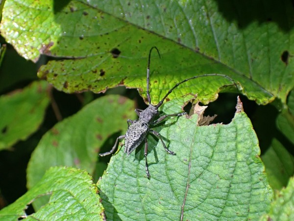 コブヤハズカミキリの分類早見表 : Insect trails