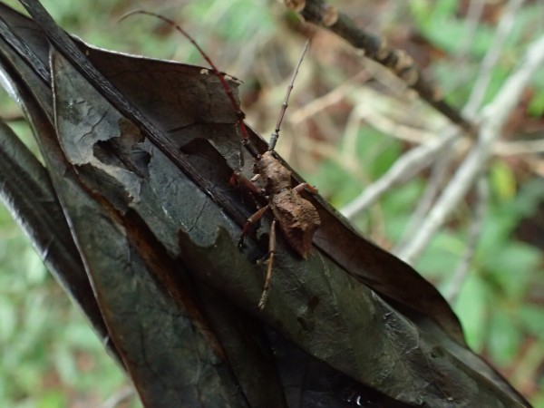 コブヤハズカミキリの分類早見表 : Insect trails