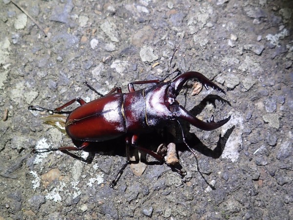 雑木林のノコギリクワガタ Insect Trails