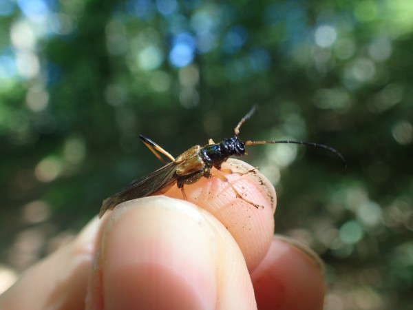 ネキが採れた！山登り : Insect trails