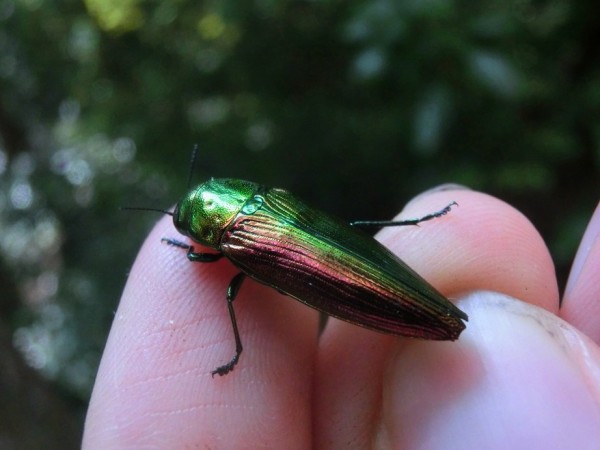 炎天の玉虫 Insect Trails