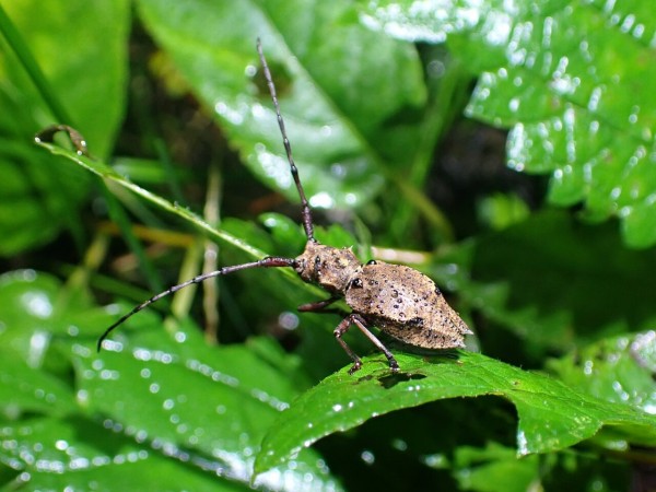 コブヤハズカミキリの分類早見表 : Insect trails