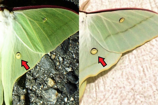 オオミズアオとオナガミズアオの違いと見分け方 : Insect trails