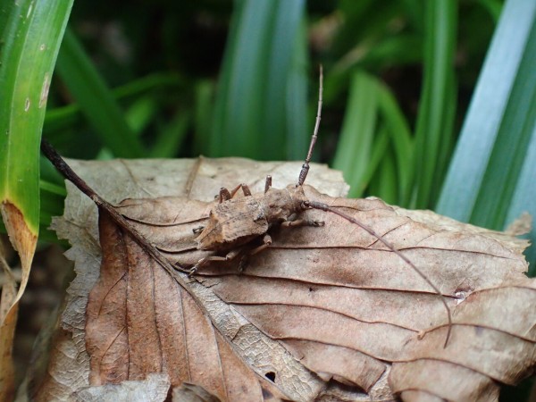 コブヤハズカミキリの分類早見表 : Insect trails