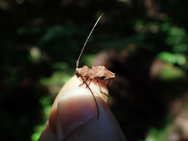 コブヤハズカミキリの分類早見表 : Insect trails