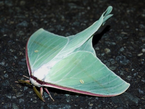 オオミズアオとオナガミズアオの違いと見分け方 : Insect trails