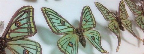 ヤママユガ科に関連する文献一覧 Insect Trails