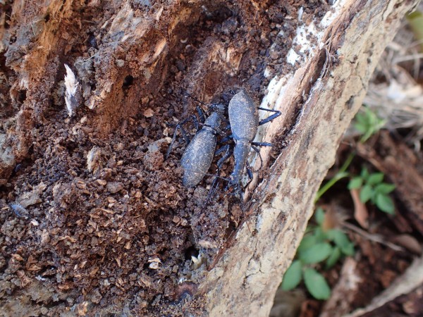 古都のマイマイ Insect Trails 古都のマイマイ Insect Trails