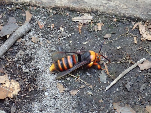 ネキを採りたかった山登り その３ Insect Trails