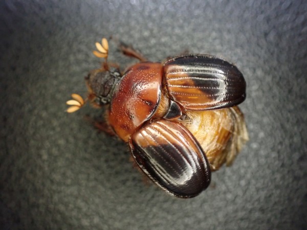 薄暮のムネアカセンチコガネ : Insect trails