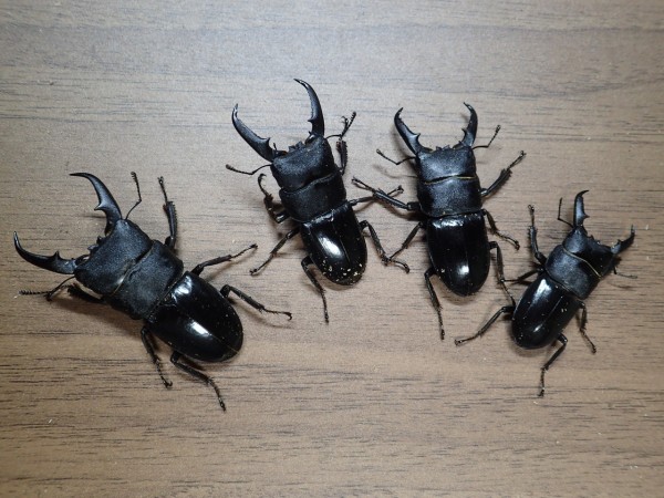 ヒラタクワガタ鋸歯消失型（ギザなしヒラタ） : Insect trails