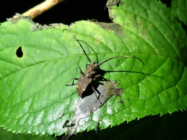 コブヤハズカミキリの分類早見表 : Insect trails