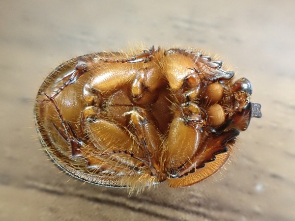 薄暮のムネアカセンチコガネ : Insect trails