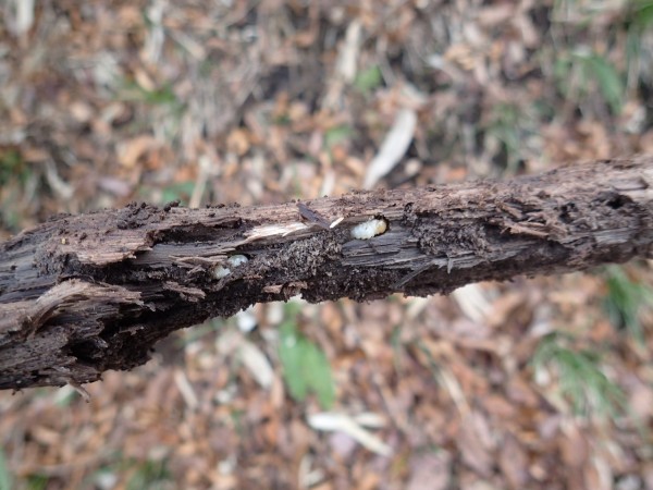 寒空と瑠璃 : Insect trails
