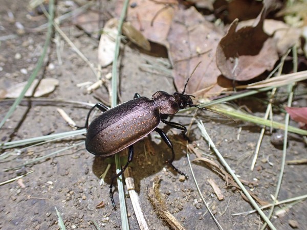 薄暮のムネアカセンチコガネ : Insect trails