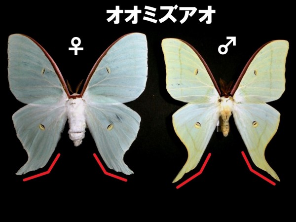 オオミズアオとオナガミズアオの違いと見分け方 : Insect trails