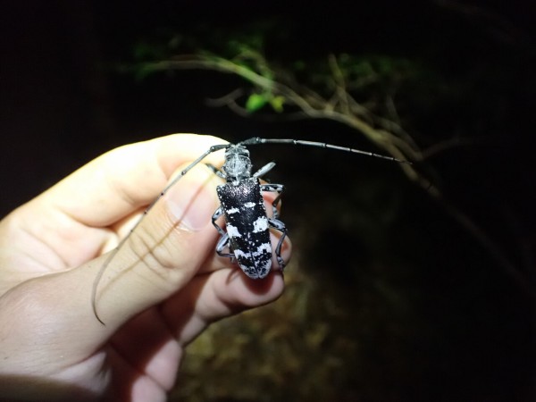 憧れのオオスミ : Insect trails