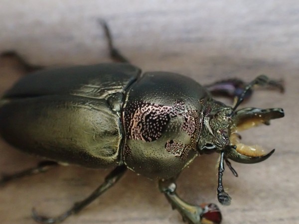 雌雄モザイク -インスラリスキンイロクワガタ- : Insect trails