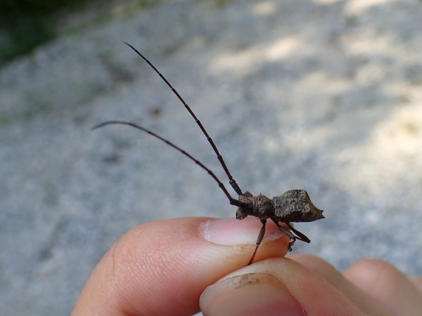 カミキリ標本‼️人気のセダカコブヤハズカミキリ岡山県真庭市‼️１ - 虫類用品