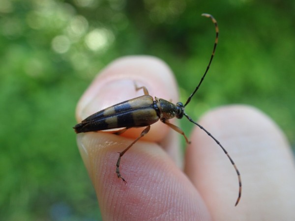 ネキが採れた！山登り : Insect trails