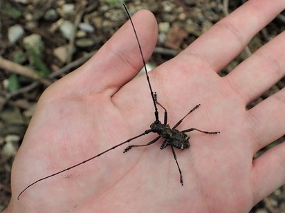 コブヤハズカミキリの分類早見表 : Insect trails