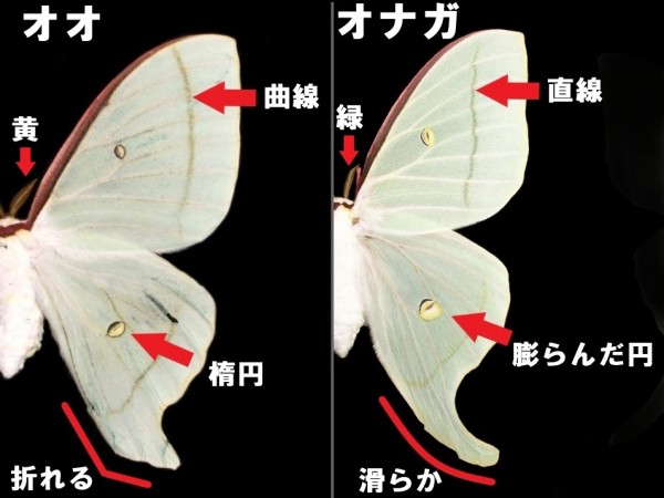 オオミズアオとオナガミズアオの違いと見分け方 : Insect trails