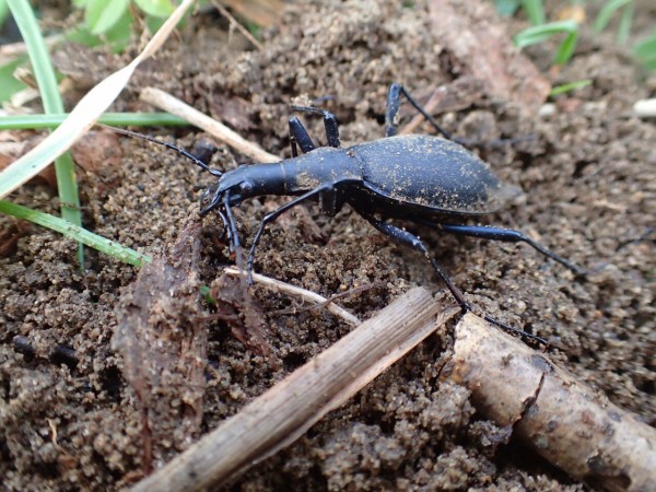 隙き間のマイマイ Insect Trails