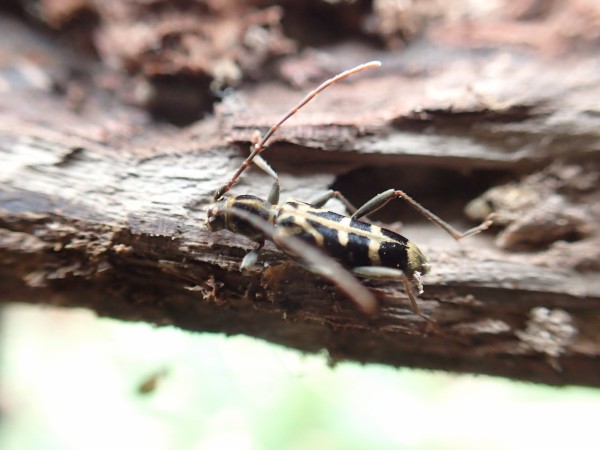 寒空と瑠璃 : Insect trails