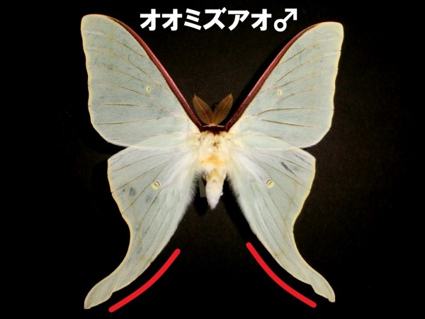 【03】オオミズアオ、オナガミズアオセット オオミズアオ | STORES