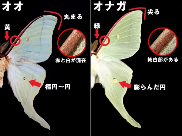 オオミズアオとオナガミズアオの違いと見分け方 : Insect trails