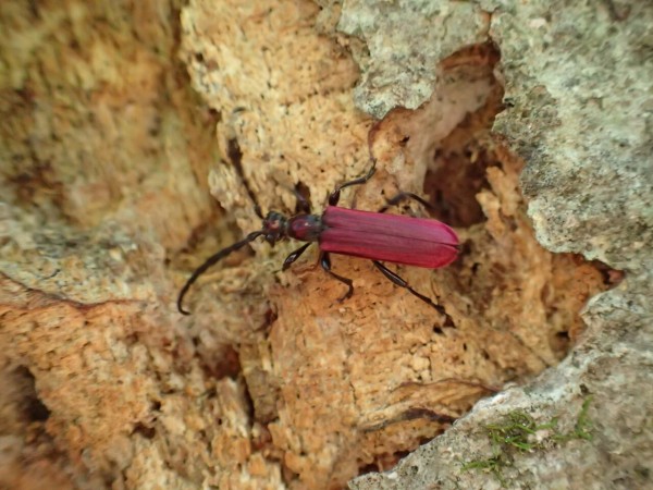 ネキが採れた！山登り : Insect trails