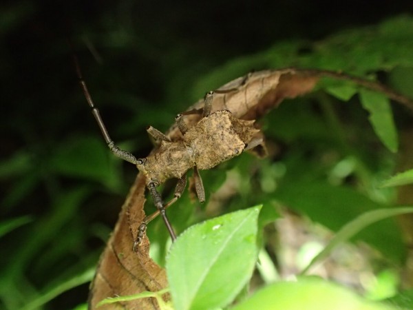 コブヤハズカミキリの分類早見表 : Insect trails