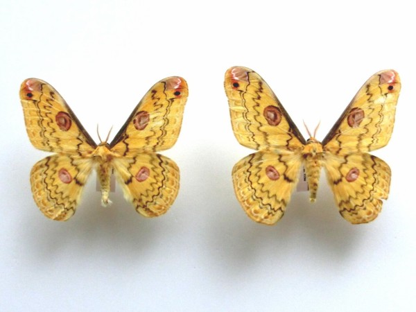 ハグルマヤママユ : Insect trails