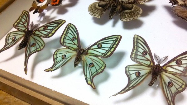 イザベラミズアオ ♂ Graellsia isabellae イザベラミズアオの学名 : Insect trails