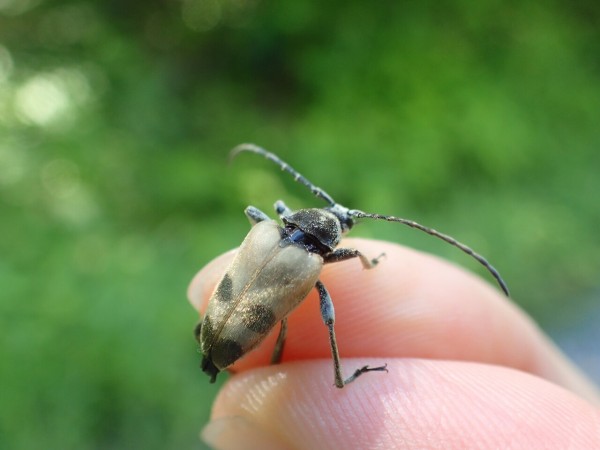ネキが採れた！山登り : Insect trails