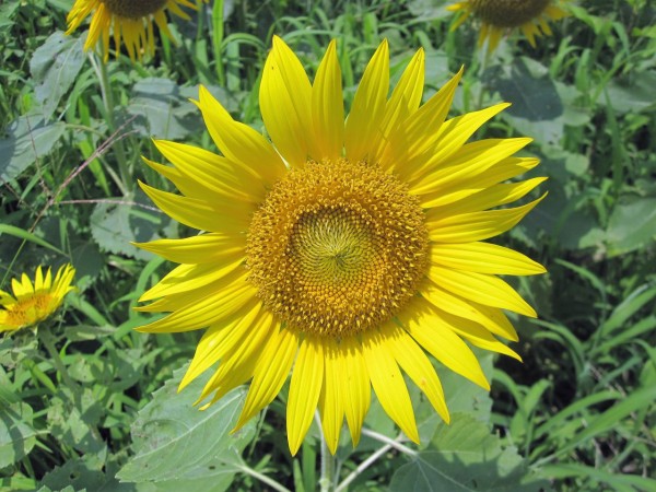 夏の花 ひまわり おばさんが行く Hondas660の旅